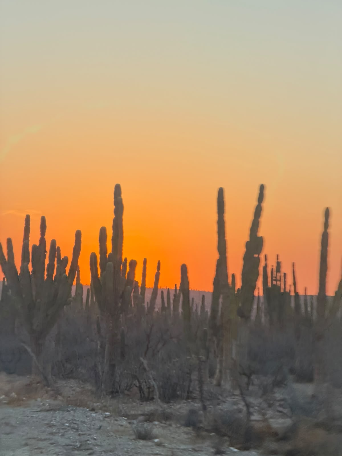 Cardón con zopilote en Baja California